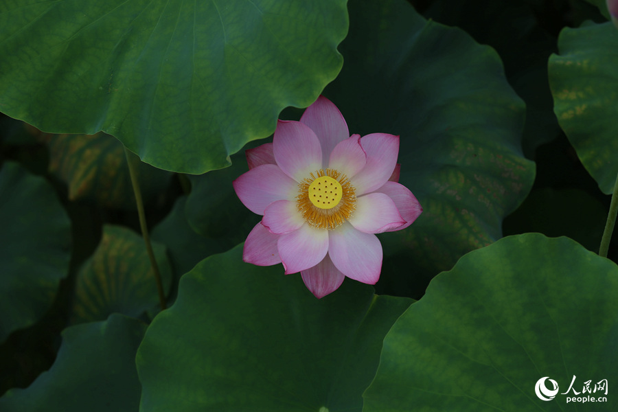 Lotus in E China's Fujian in full bloom