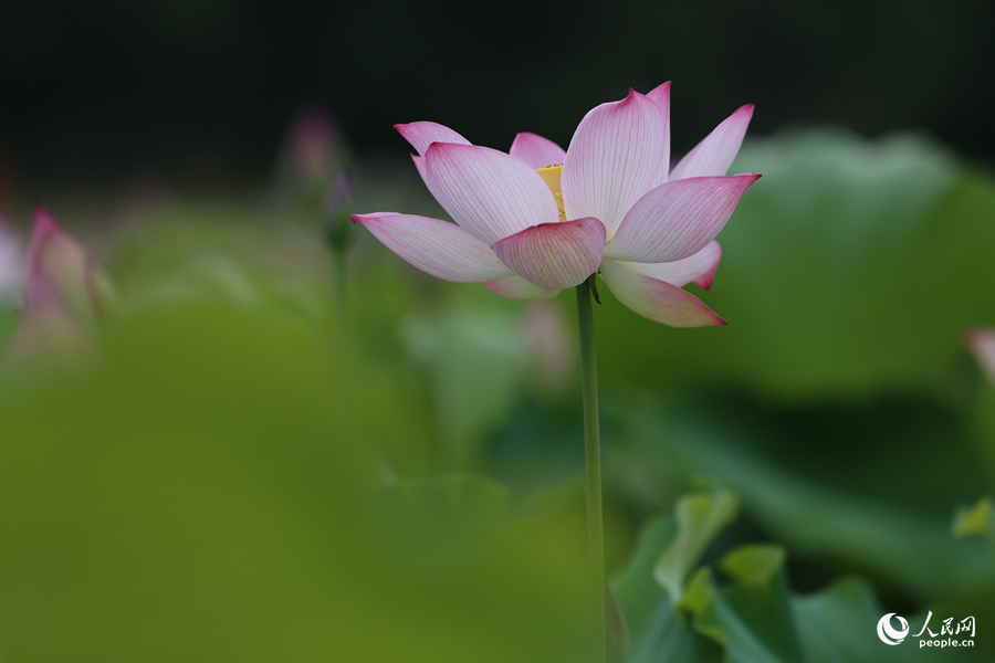 Lotus in E China's Fujian in full bloom