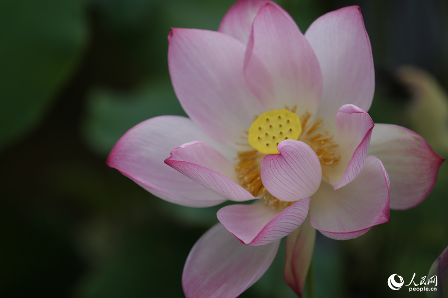 Lotus in E China's Fujian in full bloom