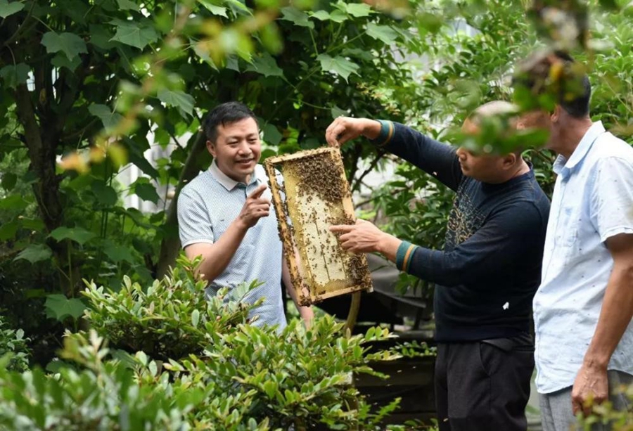 “Woods+medicinal herb+beekeeping” model increase people’s income while improving environment