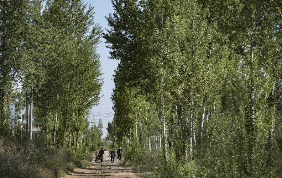 Chinese farmer creates ‘green Great Wall’ in desert