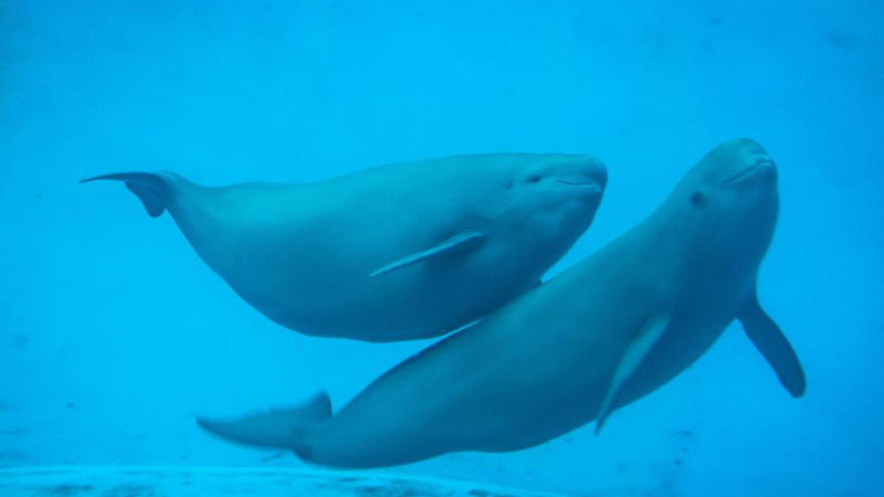 Yangtze finless porpoise YYC lives with mother at IHB of Chinese Academy of Sciences in Wuhan