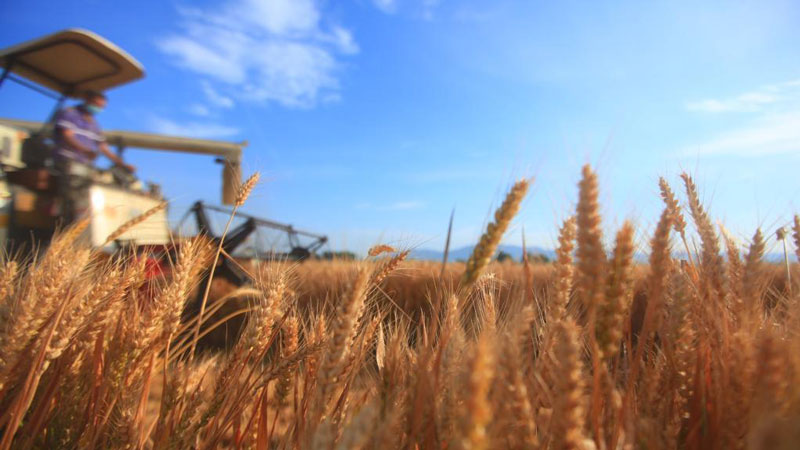 China achieves record summer grain yield