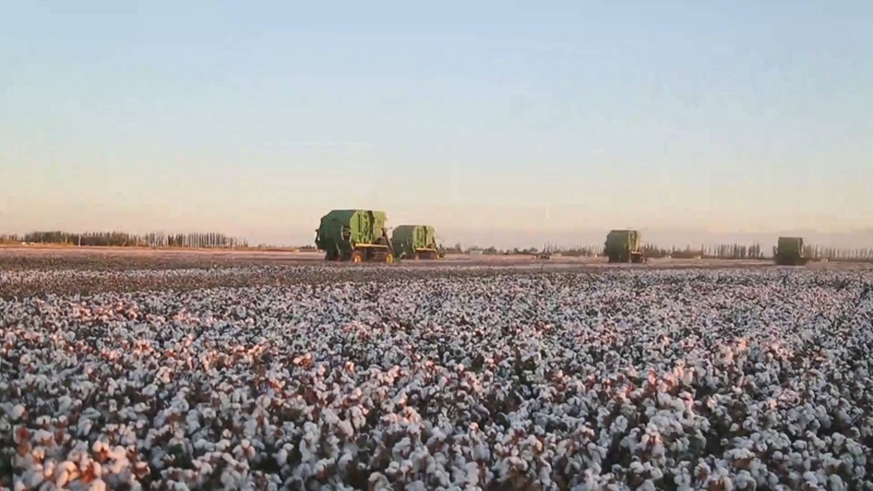 Why Western mudslinging has failed to dampen Xinjiang cotton
