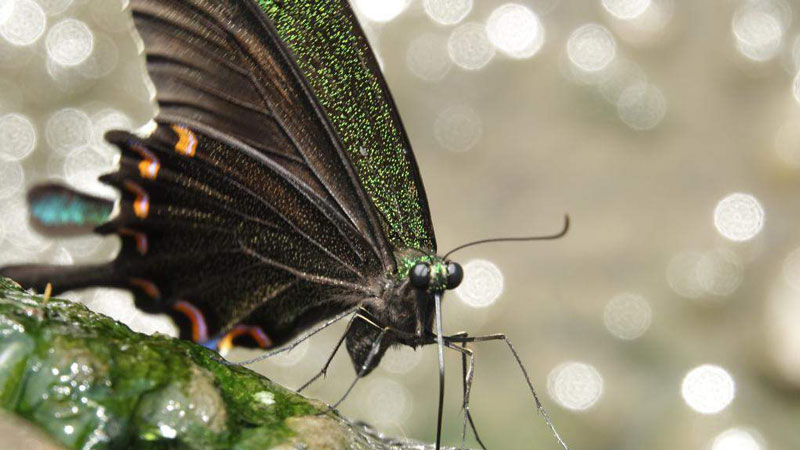Common peacock butterfly seen in India's Himachal Pradesh
