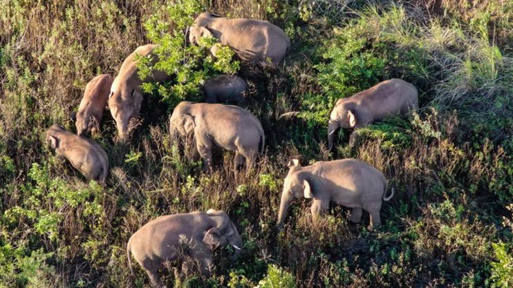 China's migrating elephants move southeast