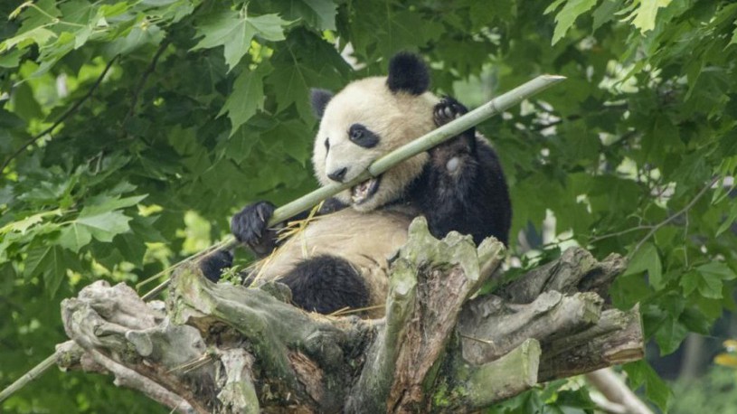 Habitats of endangered wild animals improve evidently in China