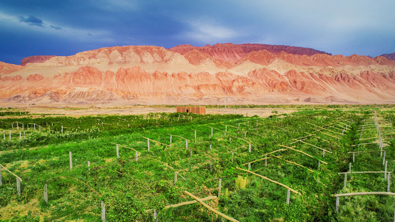 The grapes of wealth: a glimpse into Xinjiang’s agricultural industries