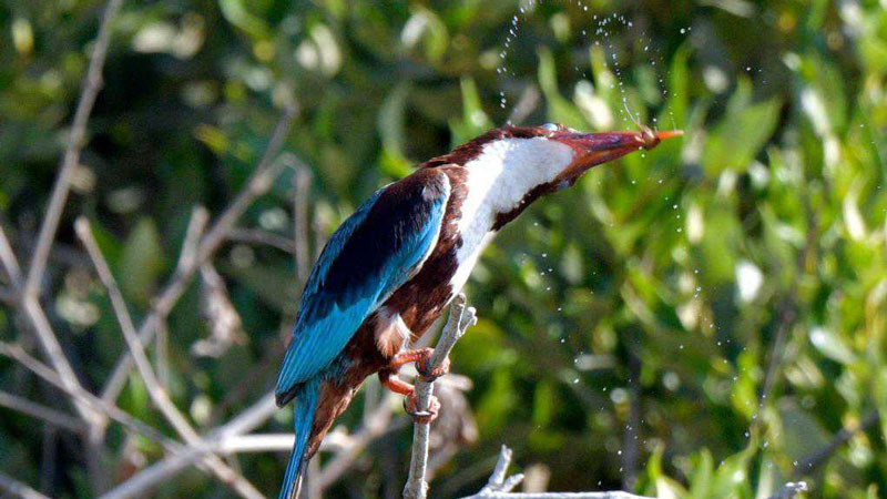White-throated kingfisher forages at beach in Jahra Governorate, Kuwait