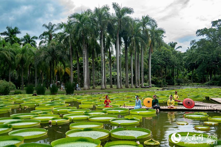 Welcome to Xishuangbanna Yunnan: Leaves of Victoria Water Lily large enough for a person to sit on