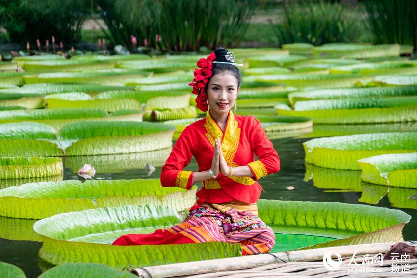 Welcome to Xishuangbanna Yunnan: Leaves of Victoria Water Lily large enough for a person to sit on