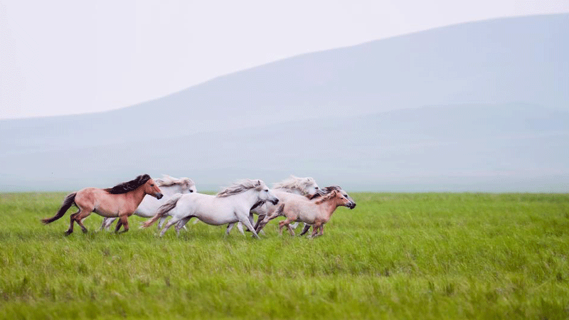 Scenery of Xilingol Grassland in Inner Mongolia