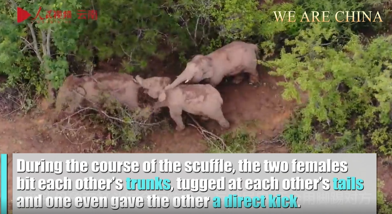 A rare scene! Two female elephants fight, and a male tries to mediate