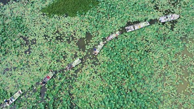 Lotus leaves harvested in Sihong, Jiangsu