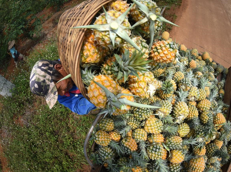 Digital technologies give a leg up to pineapple business of south China's Xuwen