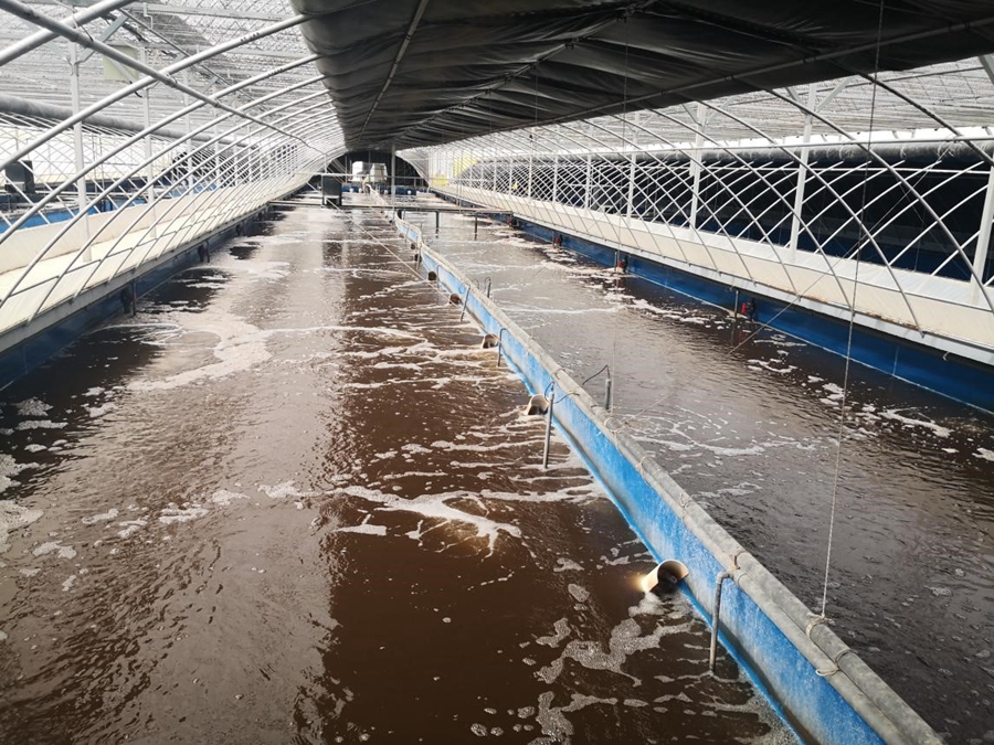 Technological innovation enables fish farmers in NW China to increase income while treating wastewater