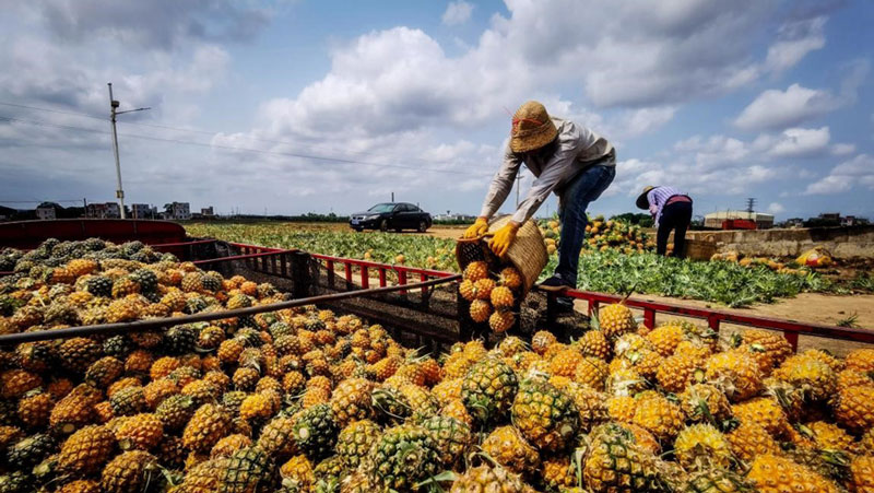 Digital technologies give a leg up to pineapple business of south China's Xuwen