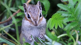 Saihanba: From barren wilderness to a green home