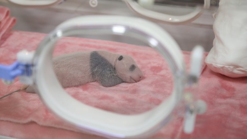 Giant panda cub Bao Lu grows black patches as he gets older