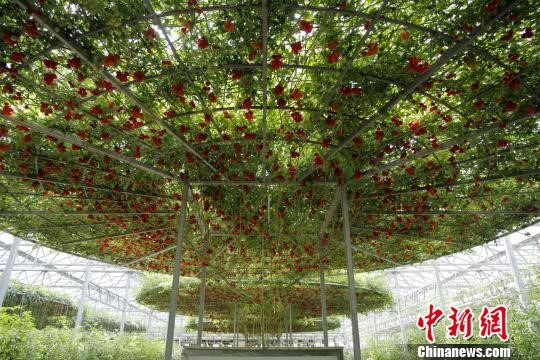 Shouguang in E China's Shandong boosts vegetable farming efficiency through smart greenhouses