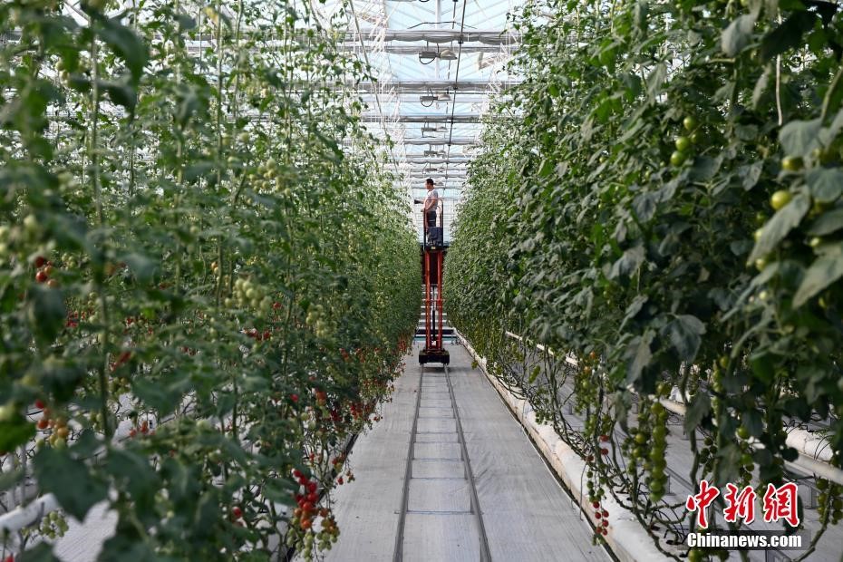 Shouguang in E China's Shandong boosts vegetable farming efficiency through smart greenhouses