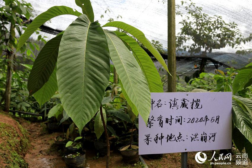 A trip to China’s northernmost tropical forest in SW Yunnan province