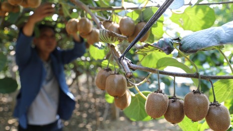 Standardization production propels China's kiwi fruits to go global