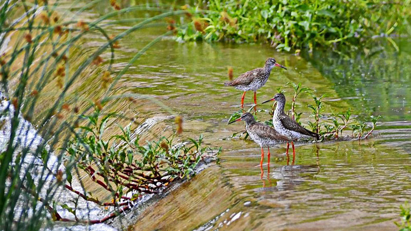 Scenery of Lhalu wetland national nature reserve in Lhasa