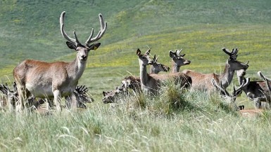 Red deers seen at cultivation field in Gansu