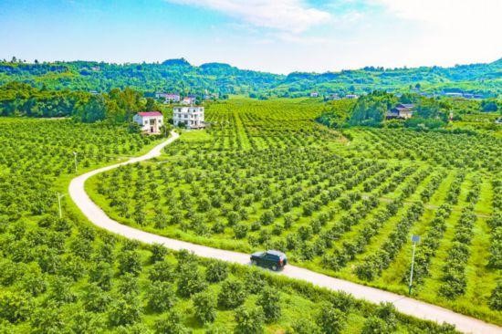 Featured industries help reduce poverty in Guizhou, Sichuan provinces