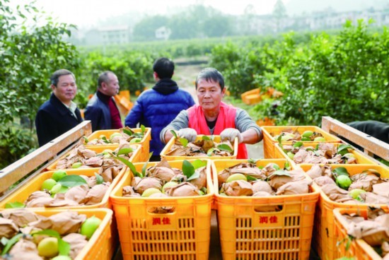 Featured industries help reduce poverty in Guizhou, Sichuan provinces