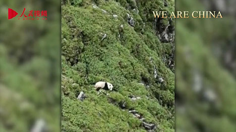 Wild giant panda spotted ambling downhill for water in SW China's Sichuan