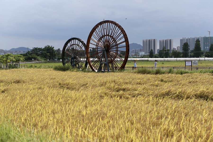 Young talents return to hometown to boost local development in S China’s Guangdong