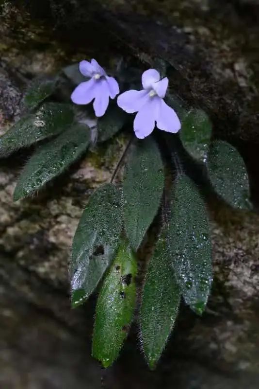 Two critically endangered species found in Yunnan after 100 years