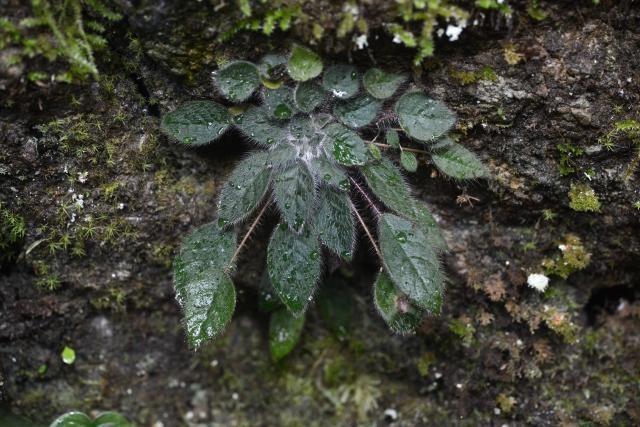 Two critically endangered species found in Yunnan after 100 years