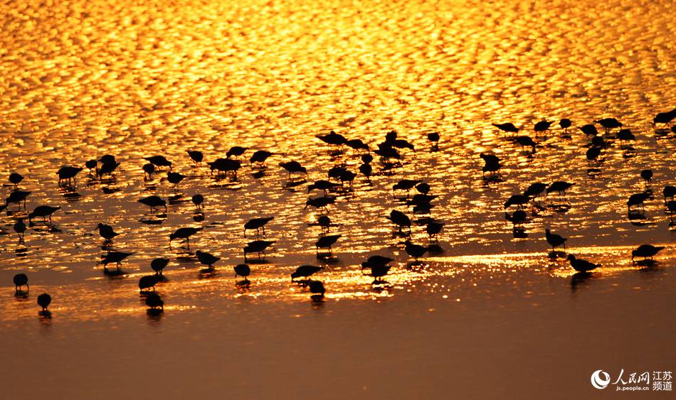 Tiaozini: a paradise for migratory birds in E China