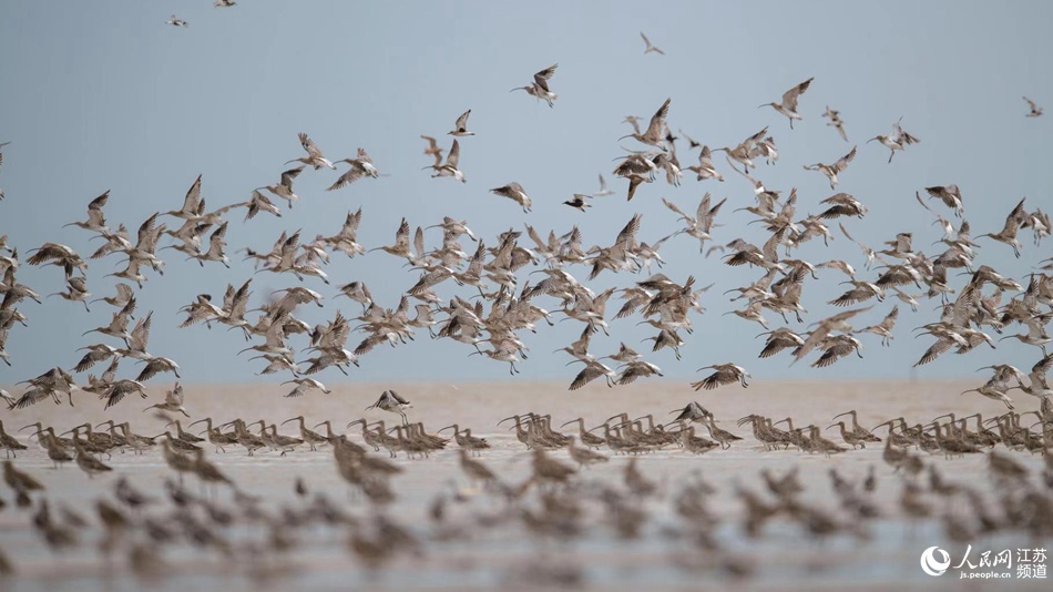 Tiaozini: a paradise for migratory birds in E China