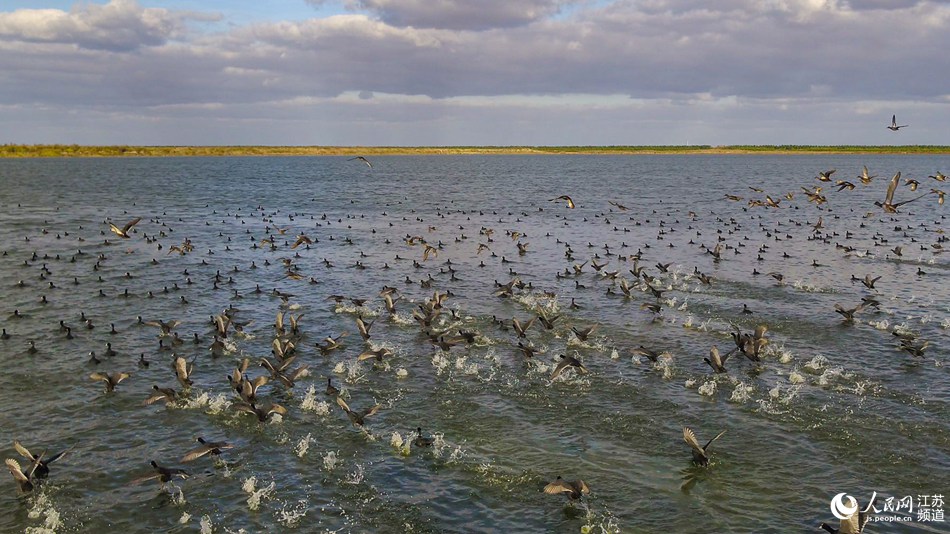 Tiaozini: a paradise for migratory birds in E China