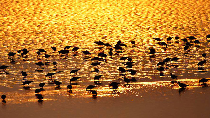 Tiaozini: a paradise for migratory birds in E China
