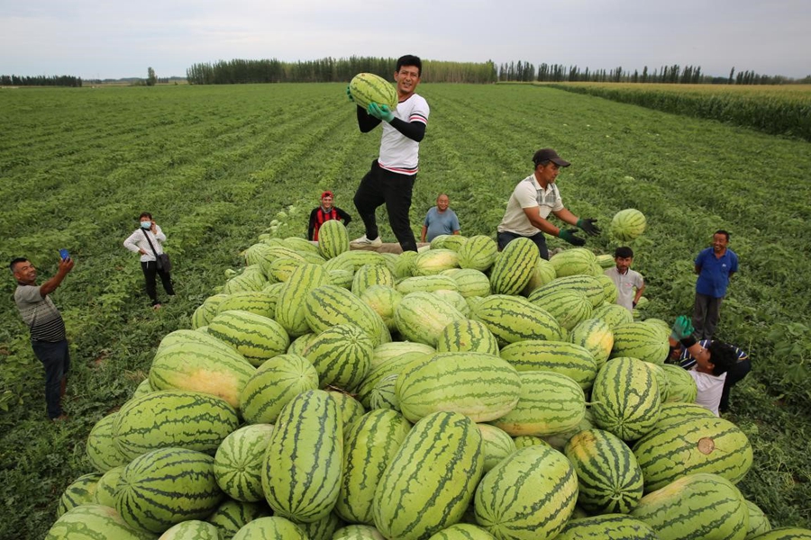 ‘Pairing assistance’ program in China introduces fruits from Xinjiang to rest of the country