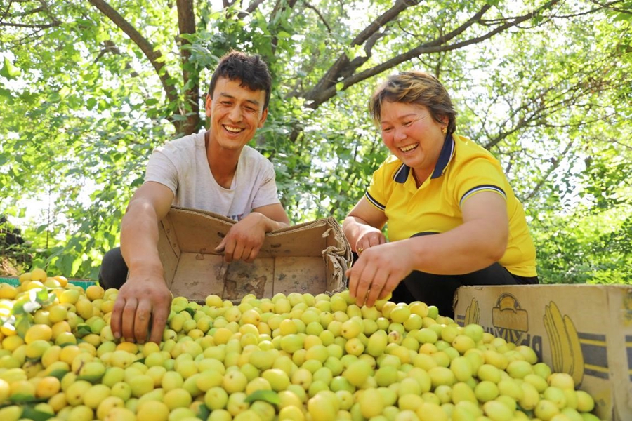 ‘Pairing assistance’ program in China introduces fruits from Xinjiang to rest of the country