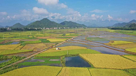 Hunan embraces harvest season of rice