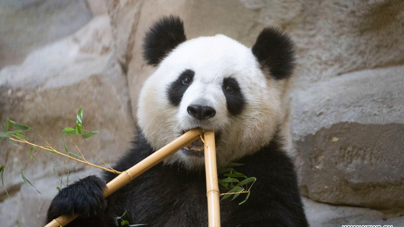 Giant panda at French zoo to give birth in 10 days