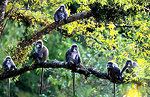 Protection of rare monkeys helps increase villagers’ income in SW China