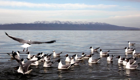 Ecological protection in NW China’s Qinghai province boosts tourism development