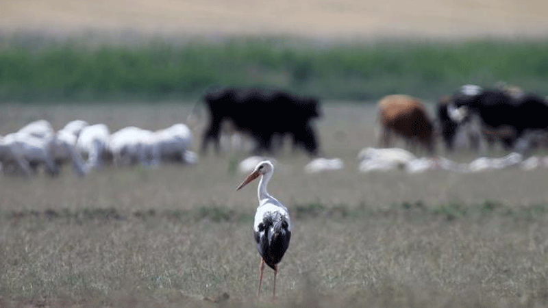 Stork flies over Mogan Lake in Ankara, Turkey