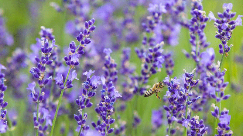 People visit lavender farm in Canada