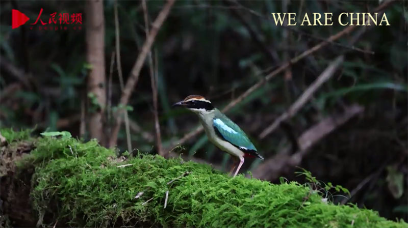 Endangered pitta nympha spotted in Jiangxi, China