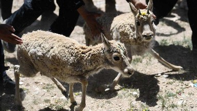 Xinjiang nature reserve expects 8,000 endangered Tibetan antelope births