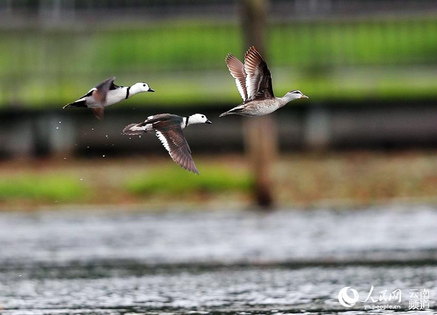 Cotton Teals spotted in Beihai Wetland Provincial Nature Reserve